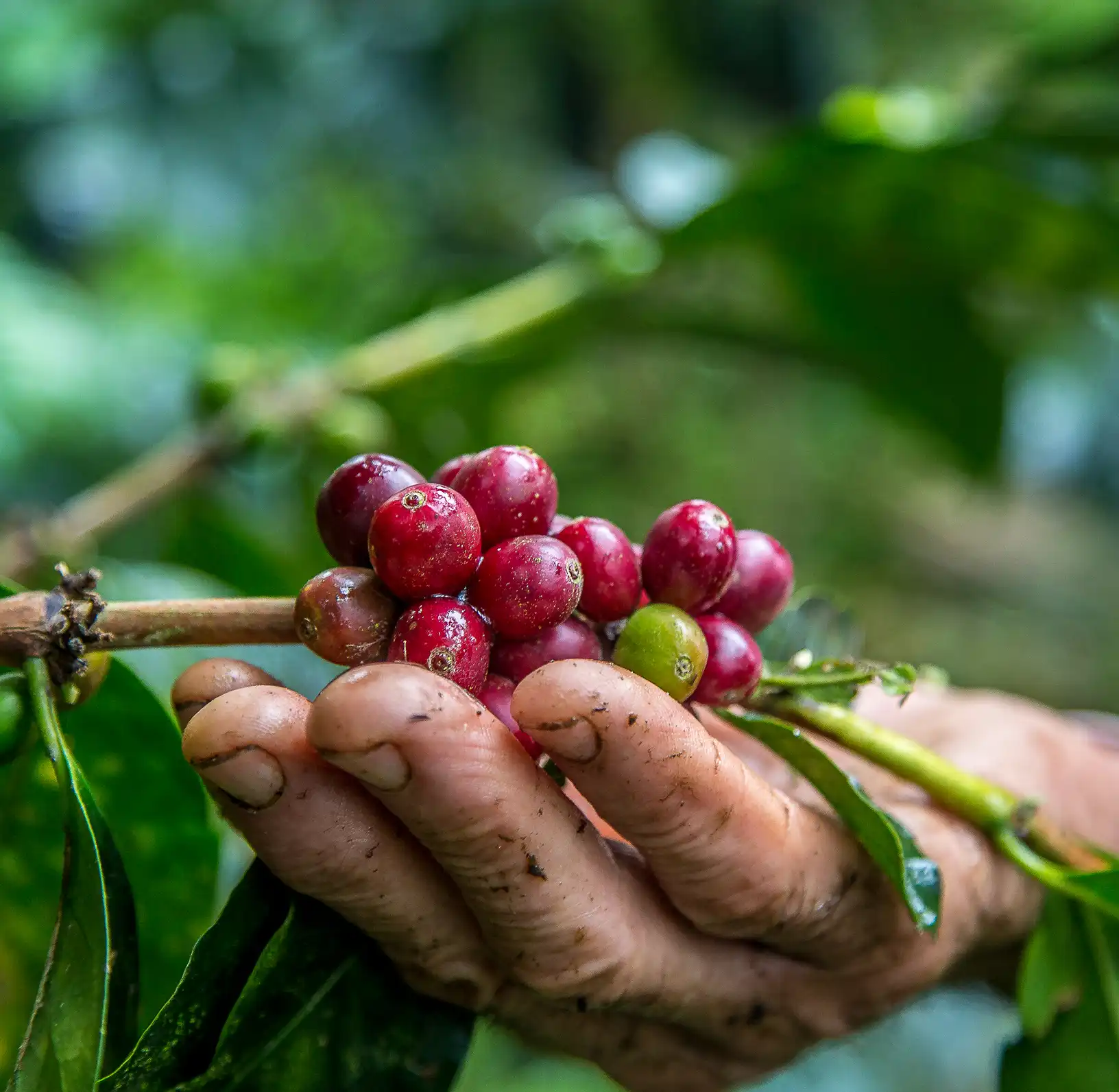 K'ANA Coffee's vision to be a worldwide reference for premium, curated, traceable coffee for connoisseurs