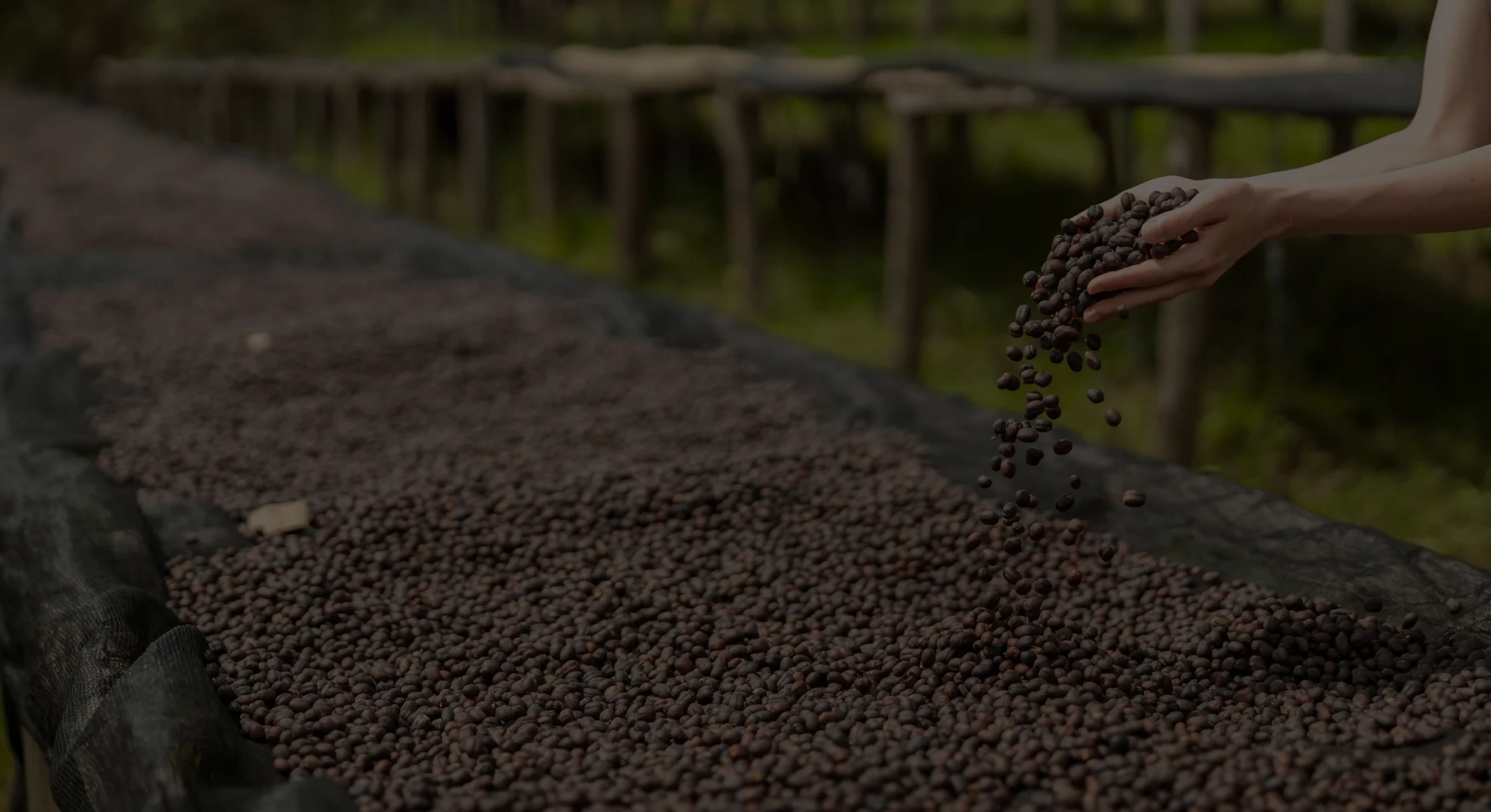 K'ANA Coffee single-origin and blended green coffee offerings for B2B supply and international markets