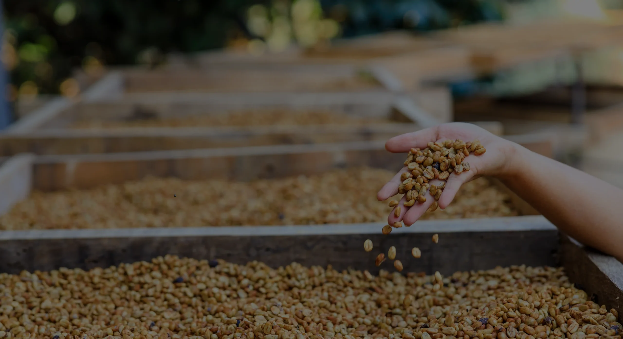 Internationally recognized sustainability and quality certifications held by K'ANA Coffee, verifying ethical and environmental standards