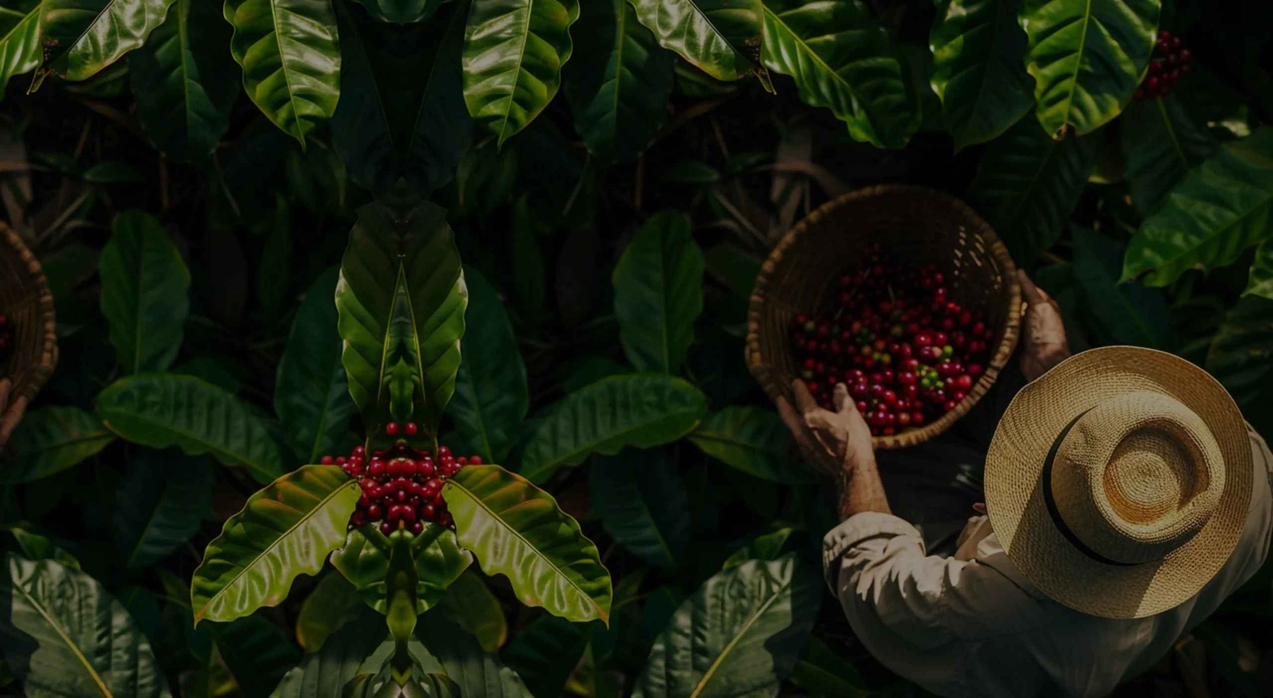 K'ANA Coffee products: convenient gourmet coffee capsules and freshly ground specialty coffee for excellence in every cup